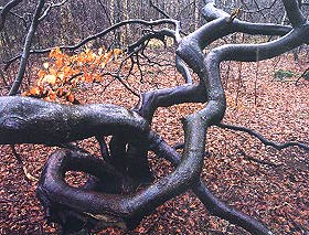 Schwedische Buche
