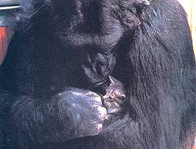 Gorilla mit Katze