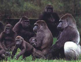 Gruppe Gorillas