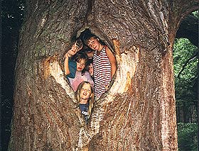 Home in a tree